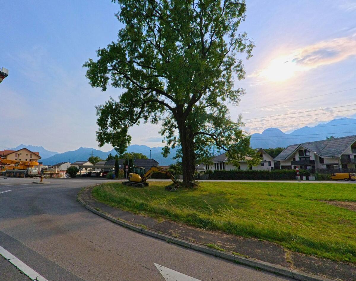 Ein grosser Baum steht auf einer Wiese am Strassenrand in Roche (1852, Kanton Waadt), im Hintergrund sind Wohnhaeuser und Berge sichtbar.