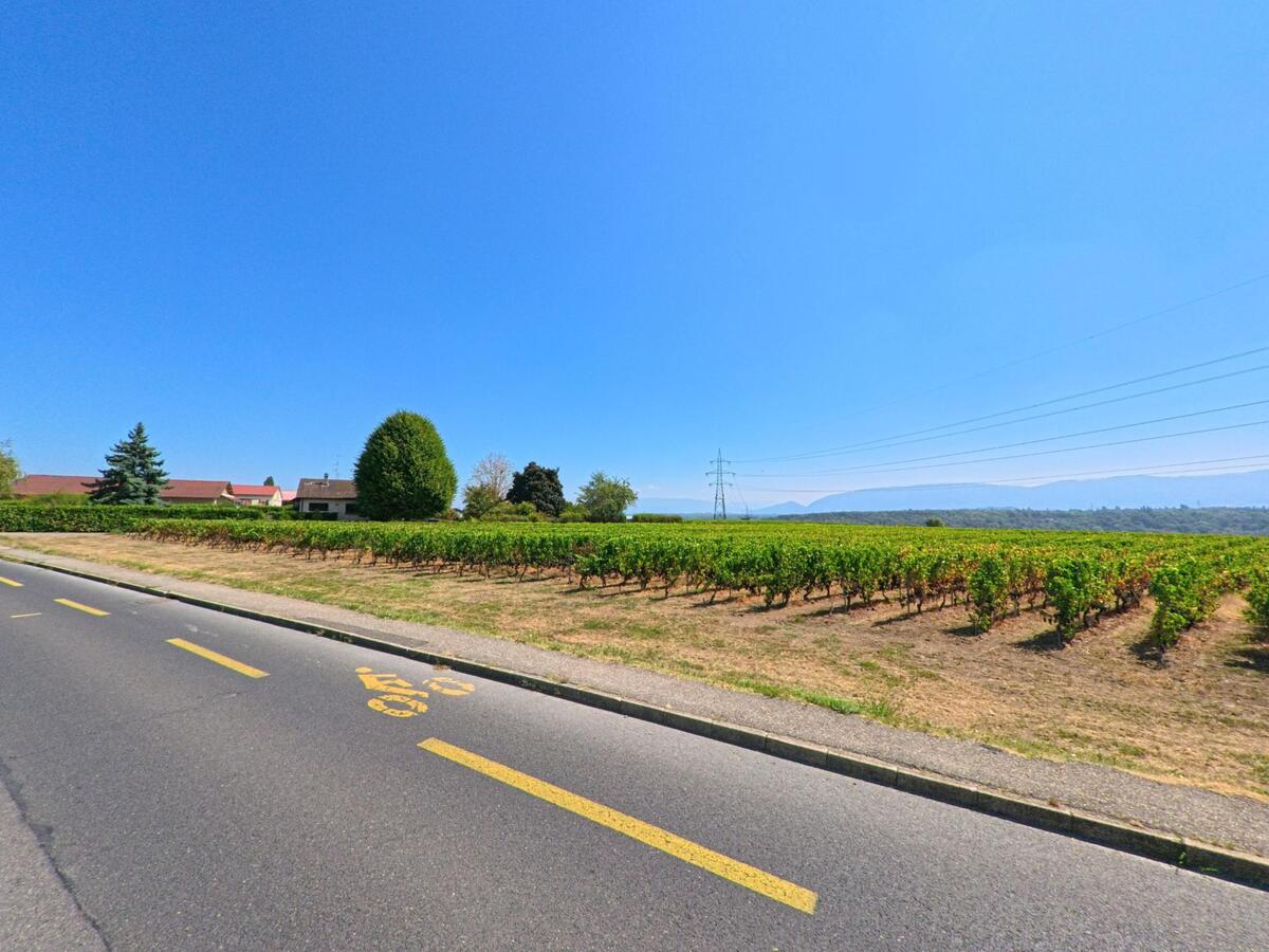 Entlang einer Strasse in Russin (1281, Kanton Genf) erstrecken sich gepflegte Rebzeilen vor Wohnhäusern und einer hügeligen Landschaft.