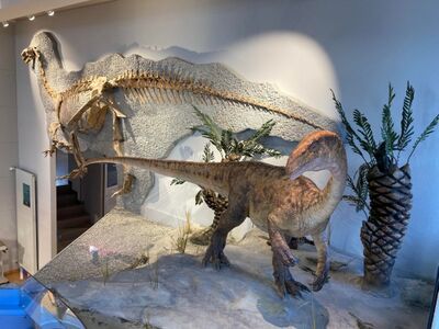 Im Sauriermuseum in Frick (5070, Kanton Aargau) sind ein Dinosaurierskelett und eine detailgetreue Nachbildung in einer Ausstellung präsentiert.