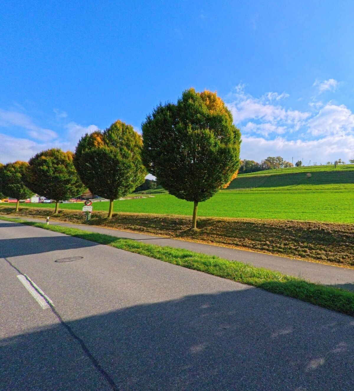 Entlang einer Landstrasse in Schinznach (5108, Kanton Aargau) stehen gleichmässig gepflanzte Bäume vor weiten grünen Wiesen unter blauem Himmel.
