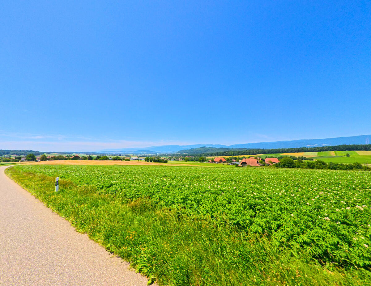 Am Ortsrand von Schnottwil (3253, Kanton Solothurn) windet sich ein schmaler Weg durch weitläufige Felder mit Blick auf die hügelige Landschaft im Hintergrund.
