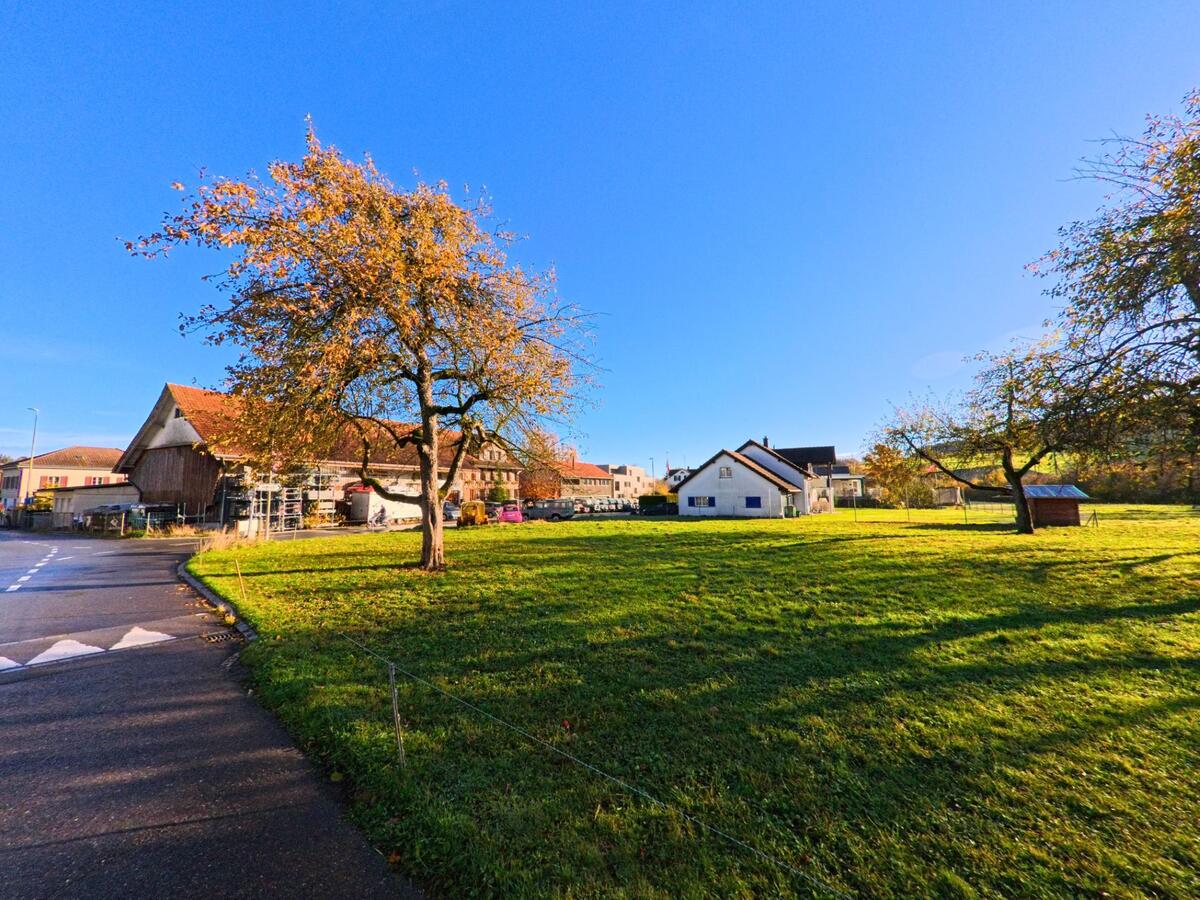 Eine offene Grünfläche mit einzelnem Baum und angrenzenden Wohnhäusern prägt dieses ruhige Quartier in Sirnach (8371, Kanton Thurgau) bei sonnigem Herbstwetter.