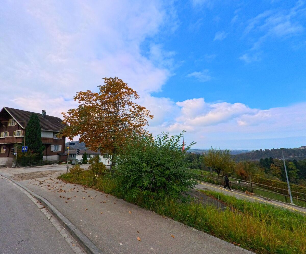 Am Rand der Strasse steht ein Baum mit Blick auf die offene Landschaft bei Speicher (9037, Kanton Appenzell Ausserrhoden).