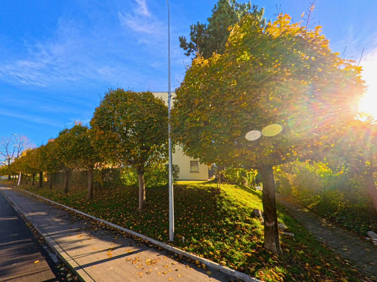 Eine Baumallee mit herbstlichem Licht saeumt einen Weg in St. Margrethen (9430, Kanton St. Gallen).