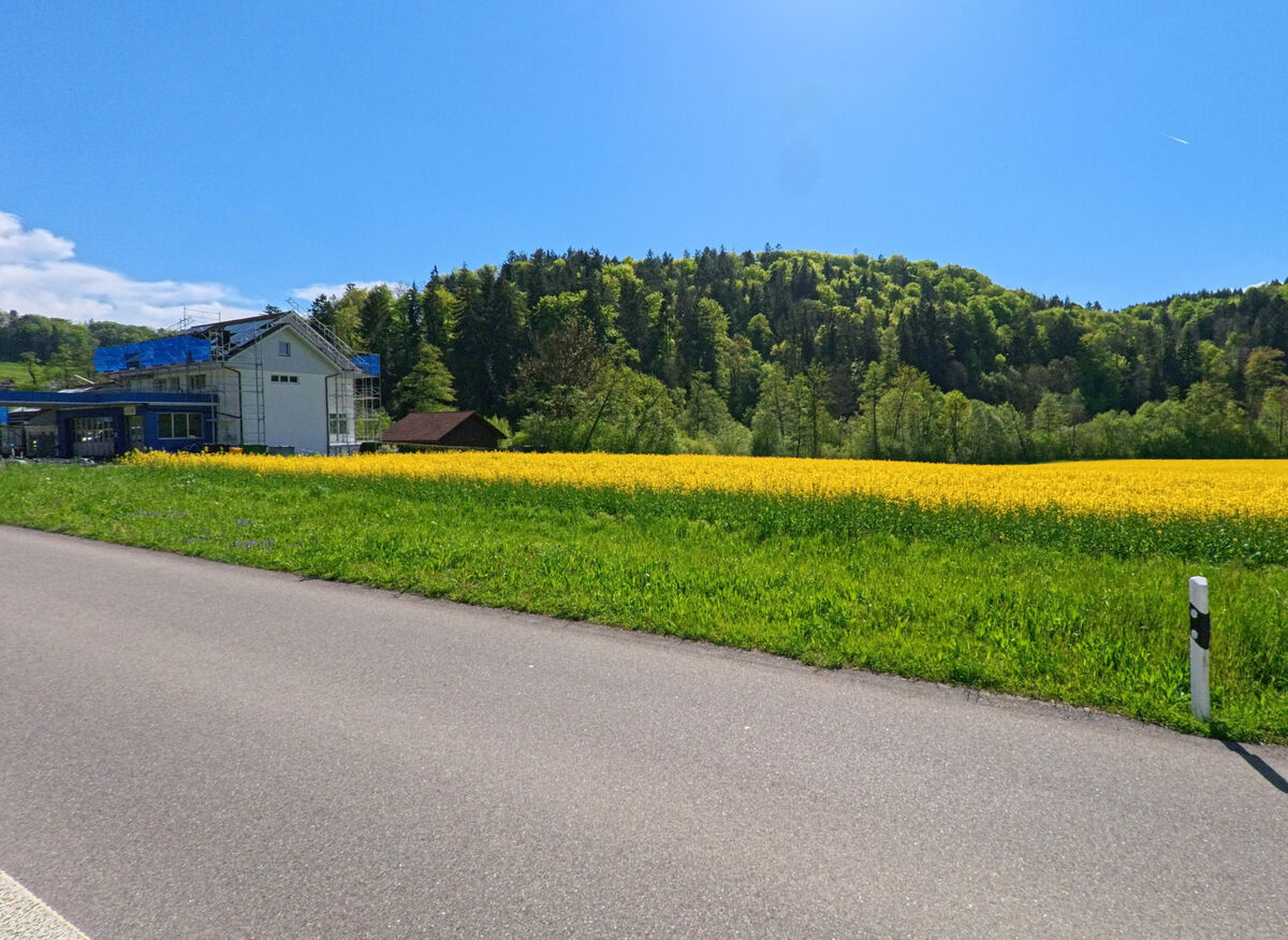 Ein Neubau am Rande von Stallikon (8143, Kanton Zürich) steht eingerüstet neben einem blühenden Rapsfeld vor bewaldeter Hügellandschaft.