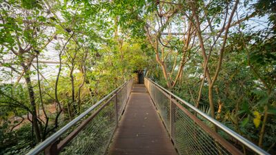 In der Stiftung Papiliorama in Kerzers (3210, Kanton Fribourg) führt ein erhöhter Steg durch dichte tropische Vegetation im Inneren der Glaskuppel.