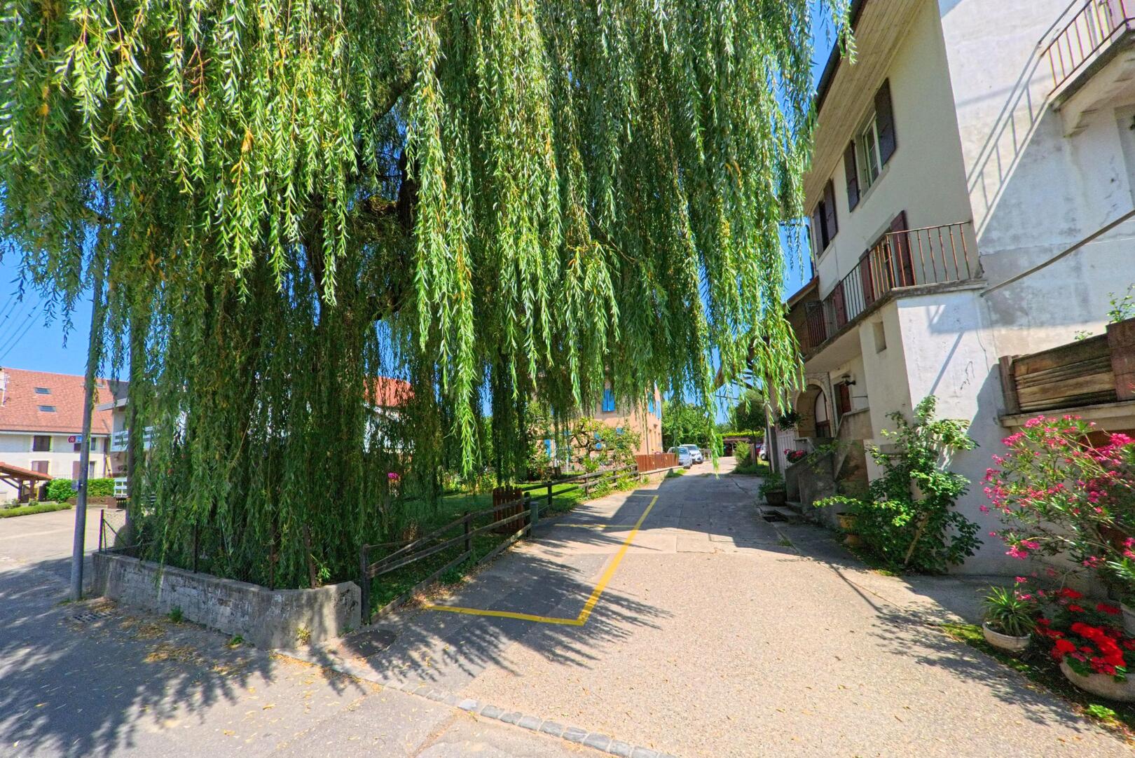 In einer Seitenstrasse von Suchy (1433, Kanton Waadt) wirft eine grosse Trauerweide Schatten auf den Gehweg vor Wohnhaeusern, wo ein Kammerjaeger noetig sein koennte.