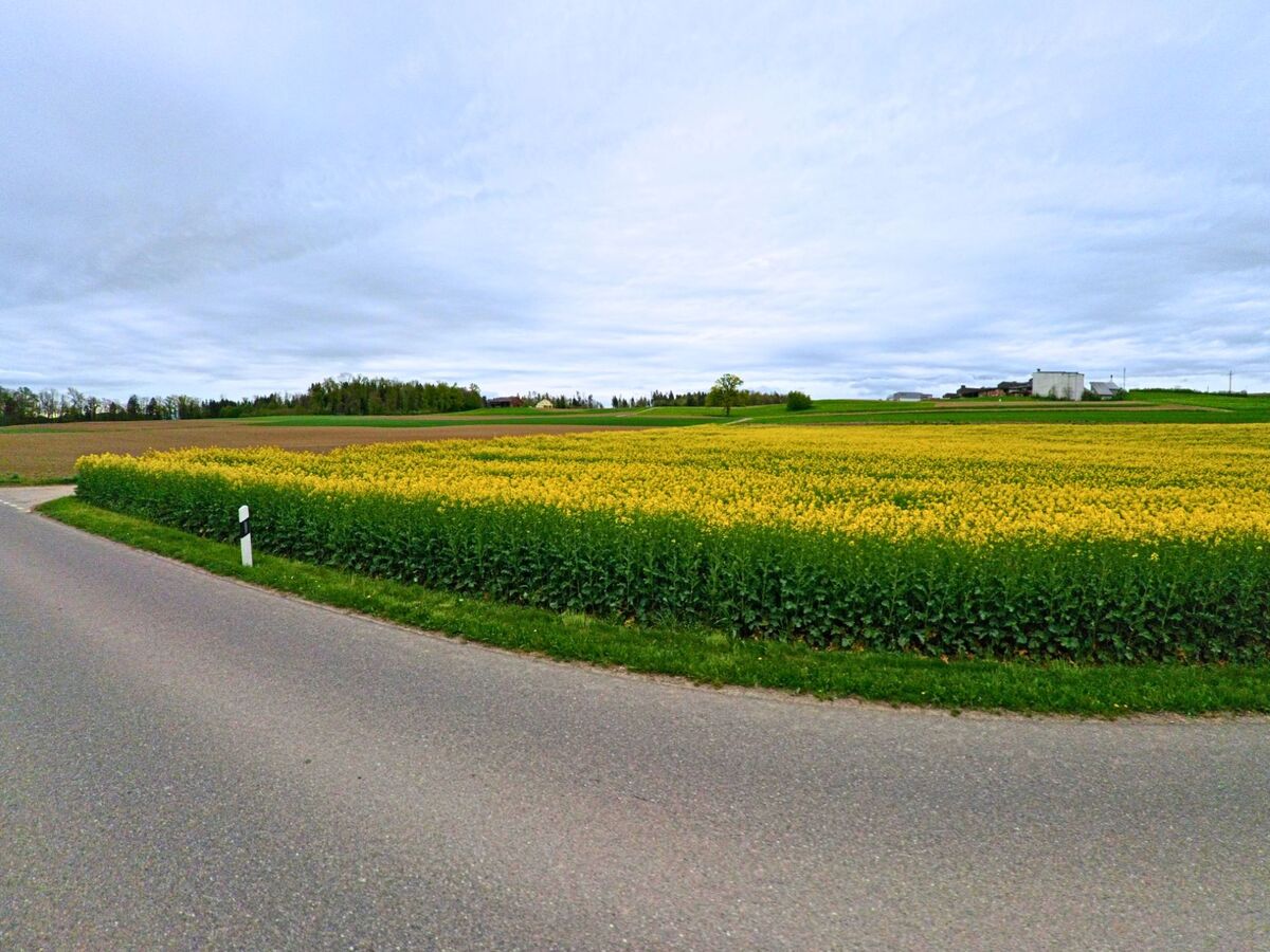 In Thalheim an der Thur (8478, Kanton Zürich) verläuft eine Landstrasse entlang eines blühenden Rapsfeldes mit Blick auf entfernte Höfe und Silos.