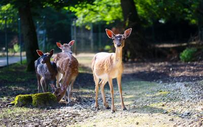 Idylischer Teich im Tierpark Reinach (4153, Kanton Baselland) mit Enten, kleiner Holzbruecke und dichter Begruenung.