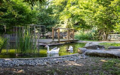 Idylischer Teich im Tierpark Reinach (4153, Kanton Baselland) mit Enten, kleiner Holzbruecke und dichter Begruenung.