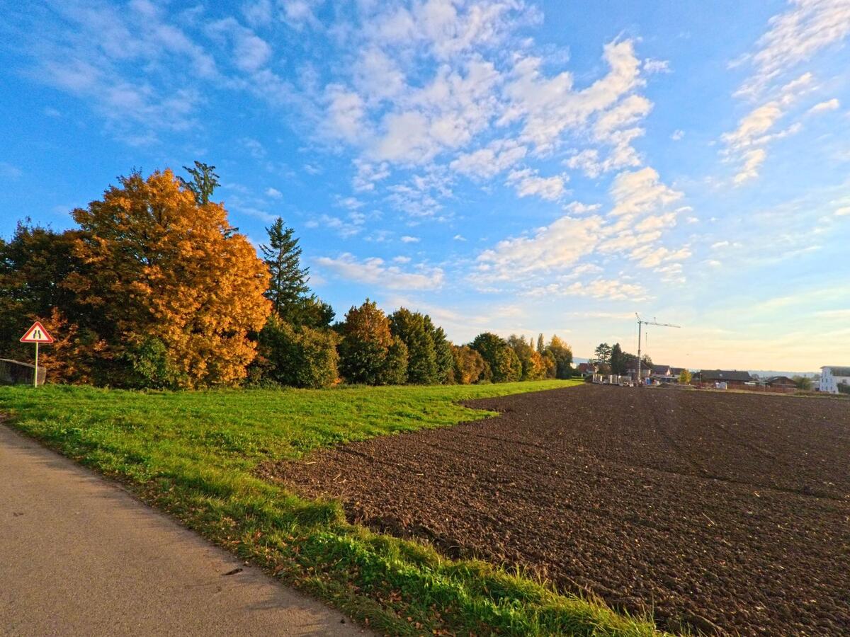 Ein bearbeitetes Feld mit herbstlich gefärbten Bäumen liegt nahe der Strasse in Trasadingen (8219, Kanton Schaffhausen).
