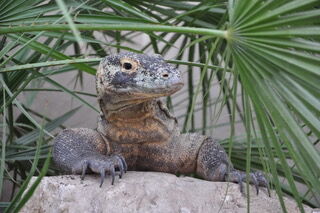 Im Tropiquarium von Servion (1077, Kanton Waadt) sitzt ein Waran zwischen grünen Palmblättern auf einem Felsen und blickt aufmerksam nach vorn.