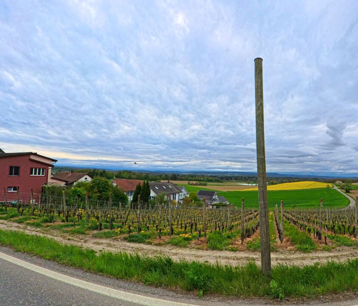 Am Hang von Truttikon (8467, Kanton Zürich) erstrecken sich gepflegte Reben mit Blick auf verstreute Wohnhäuser und weitläufige Felder unter bewölktem Himmel.