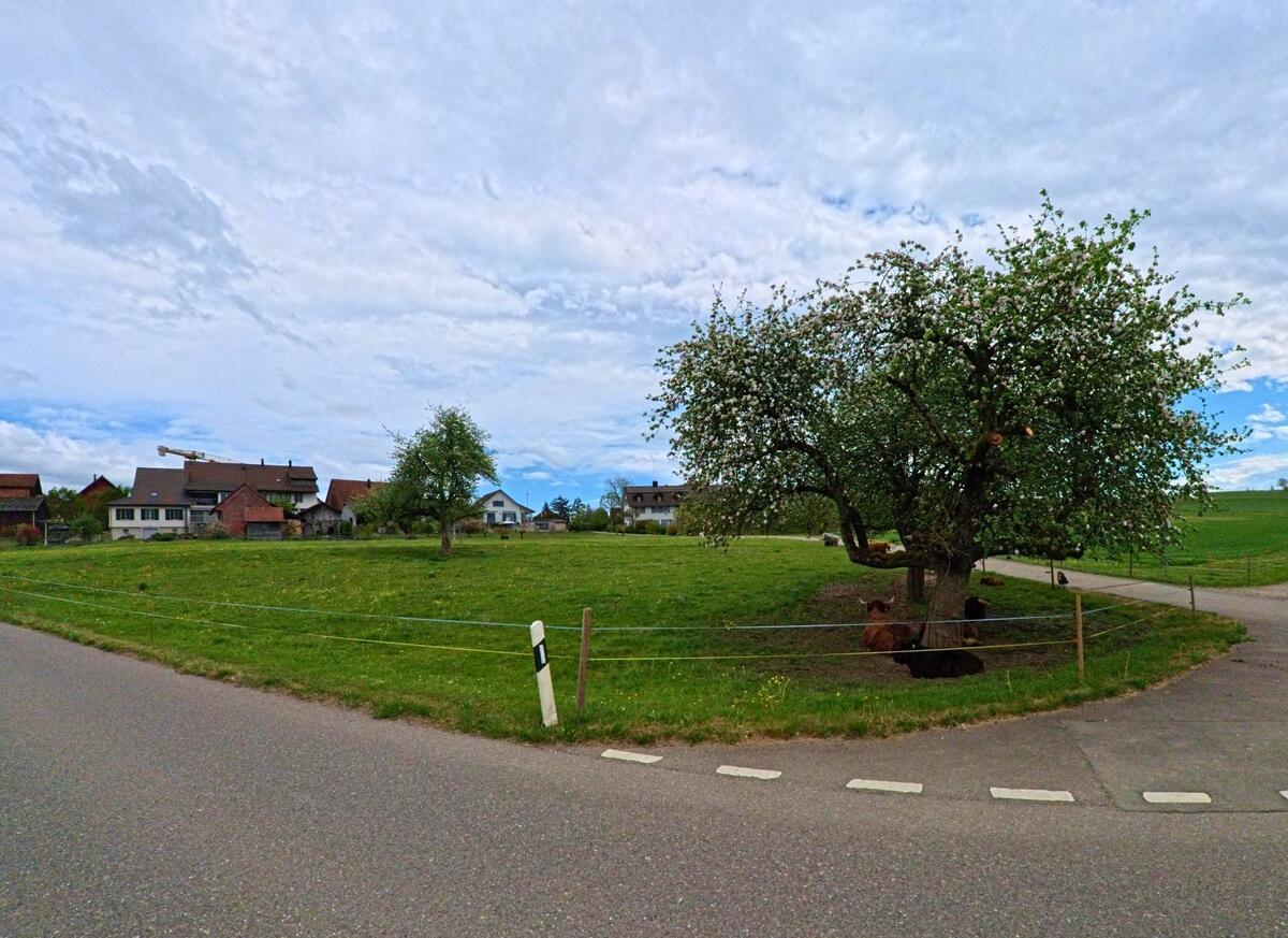 In Truttikon (8467, Kanton Zürich) stehen auf einer eingezäunten Wiese mehrere Kühe unter einem blühenden Baum, während im Hintergrund das Dorf sichtbar ist.