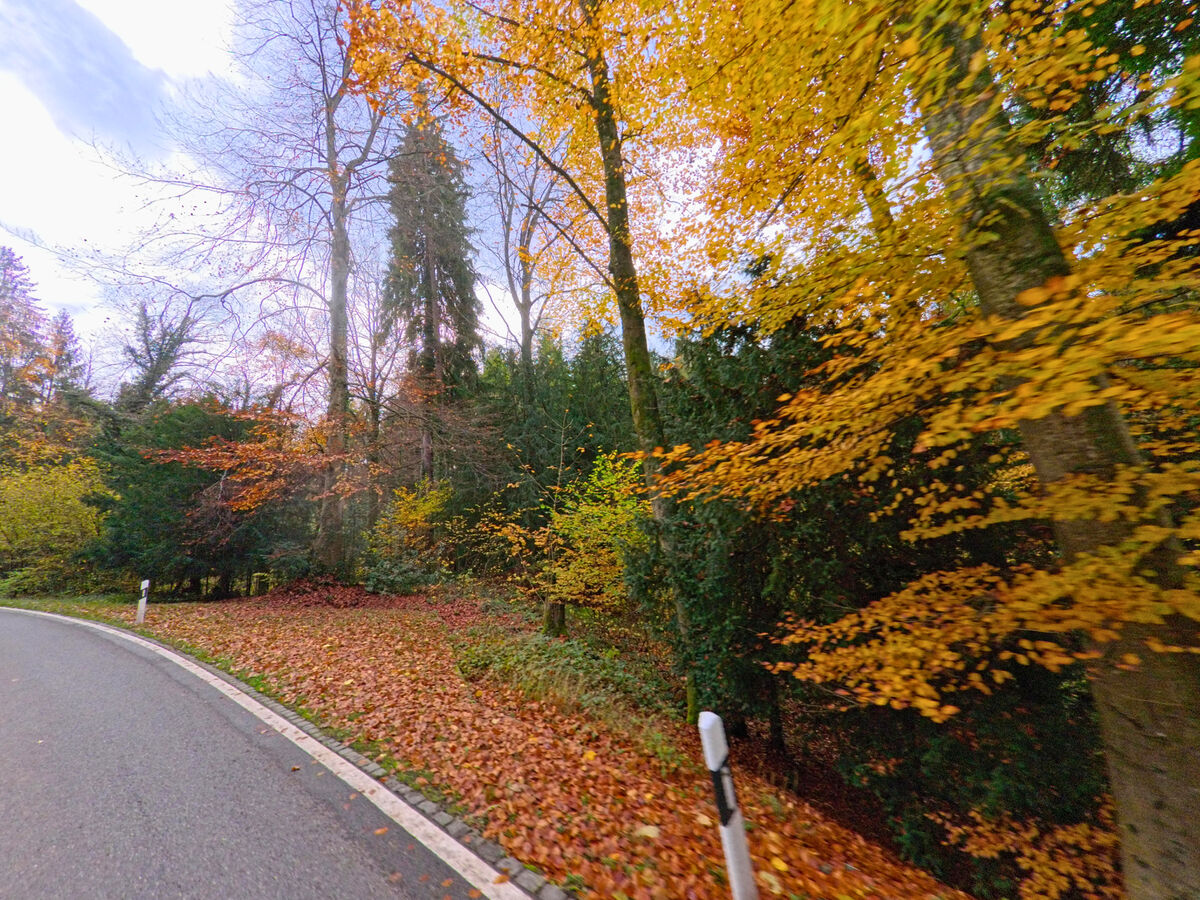 Ein herbstlich gefaerbter Waldrand begleitet eine schmale Strasse am Rand von Untereggen (9303, Kanton St. Gallen).