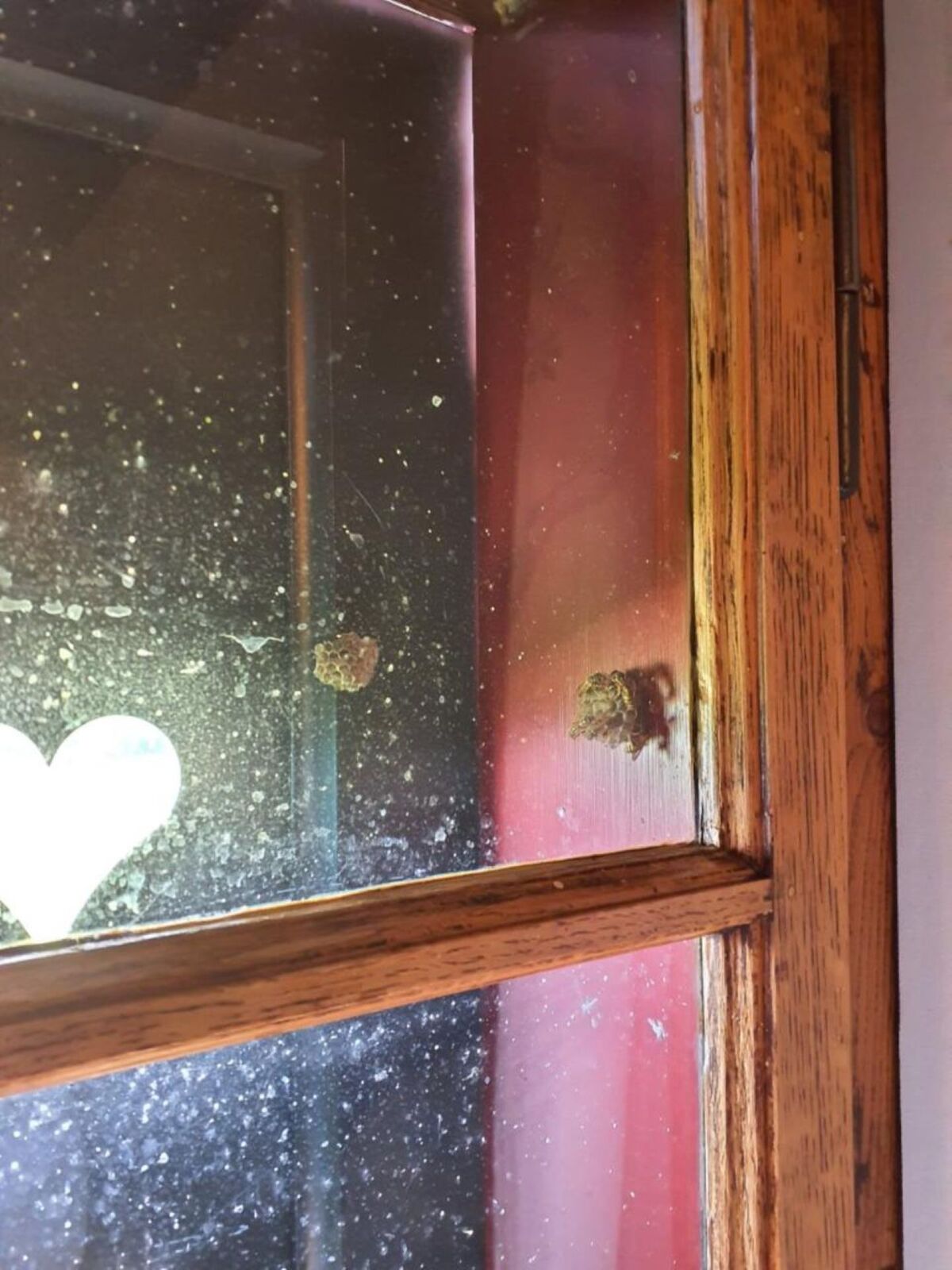  In Urdorf (PLZ 8902, Kanton Zürich) sind zwei Wespennester an einem Fensterrahmen sichtbar, während der Glasbereich Spuren von Staub aufweist.