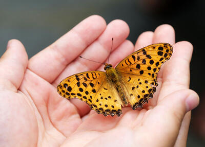 Auf den Haenden einer Person sitzt ein orangefarbener Schmetterling in Bonstetten 8907 im Kanton Zurich waehrend einer Naturbeobachtung aus naechster Naehe.