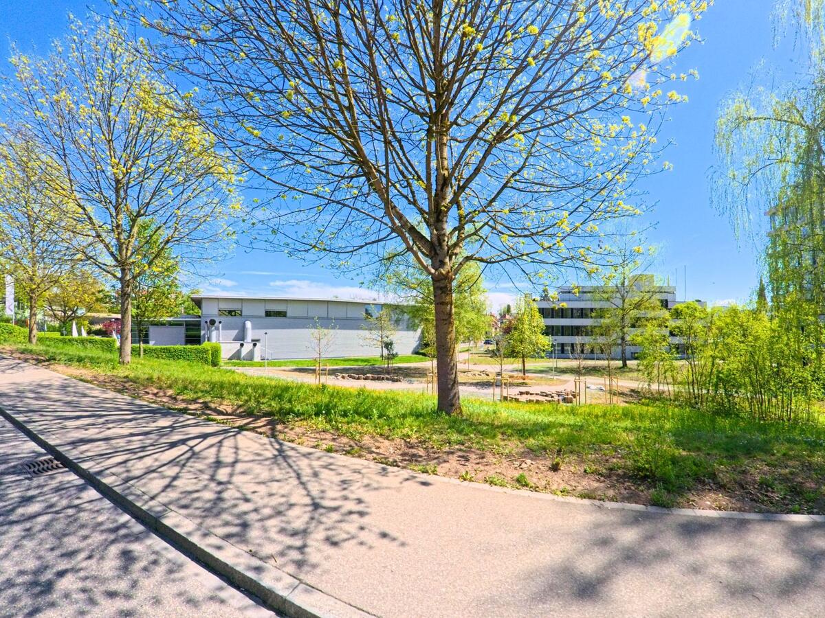 In Wallisellen (8304, Kanton Zürich) säumen frisch austreibende Bäume eine ruhige Strasse neben modernen Bürogebäuden.