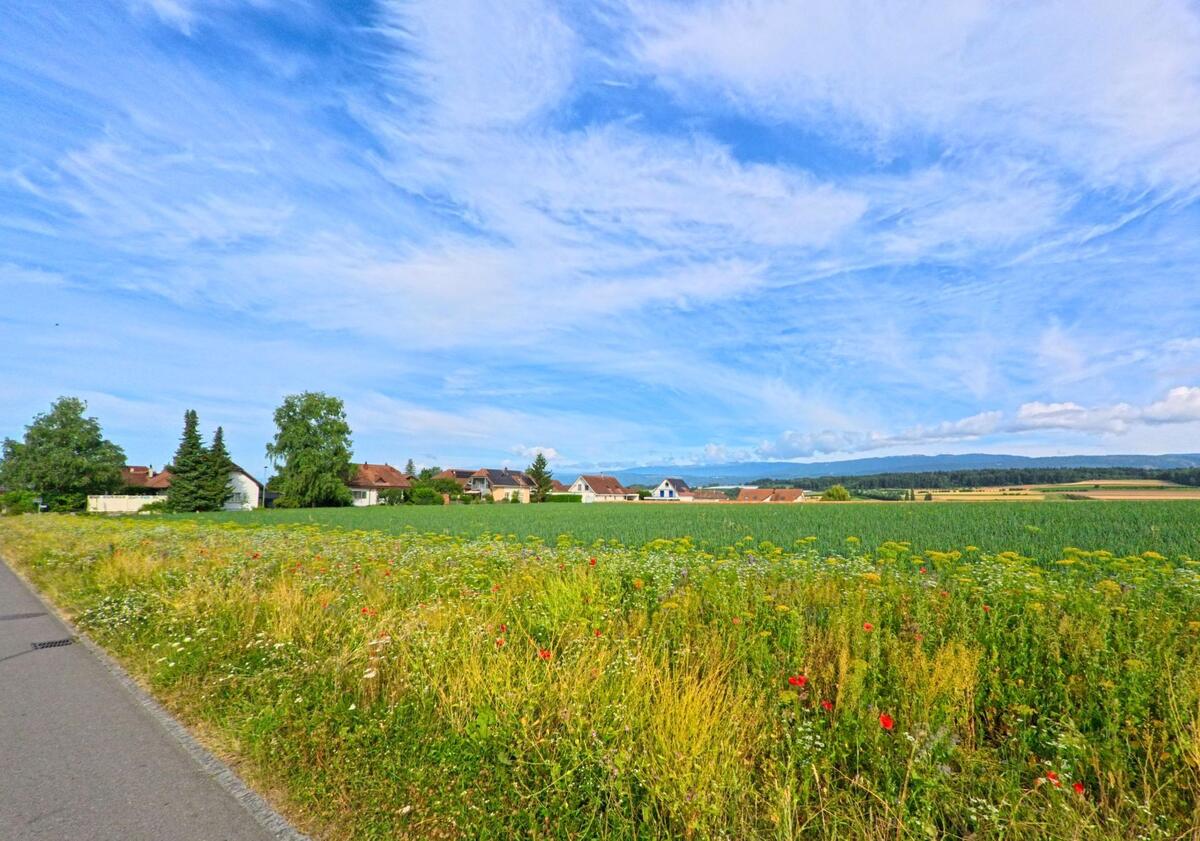 Am Rand von Walperswil (3275, Kanton Bern) säumt eine Blumenwiese den Weg, dahinter liegen Felder und ein Teil des Dorfes mit Sicht auf bewaldete Hügel.