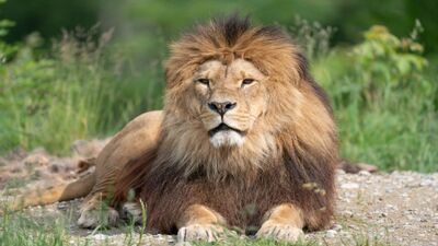 Im Walter Zoo in Gossau SG (9200, Kanton St. Gallen) liegt ein maechtiger Loewe im Gras und blickt aufmerksam nach vorne.