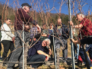 In einem Rebberg in Böztal (5077, Kanton Aargau) arbeitet eine Gruppe gemeinsam zwischen den kahlen Rebstöcken unter blauem Himmel.