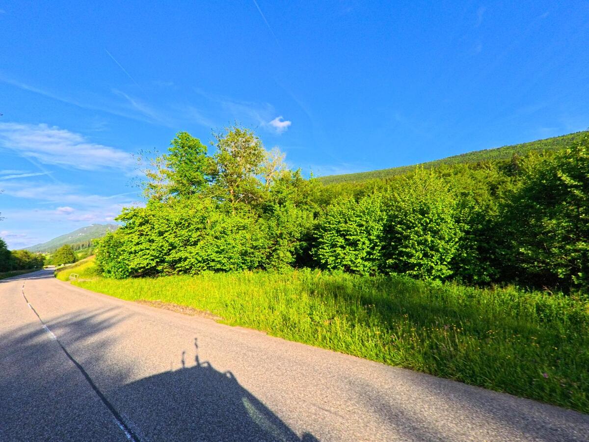 Eine kurvige Landstrasse fuehrt durch die gruene Hügellandschaft von Welschenrohr-Gaensbrunnen (4716, Kanton Solothurn), gesaeumt von dichtem Gebuesch und Wald.