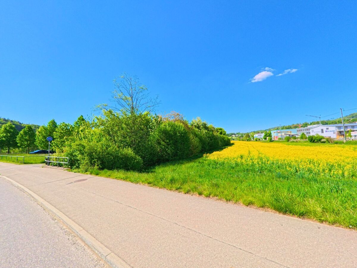 In Wettswil am Albis (8907, Kanton Zürich) verläuft ein Fussweg entlang eines blühenden Rapsfeldes mit Blick auf Gewerbebauten am Waldrand.