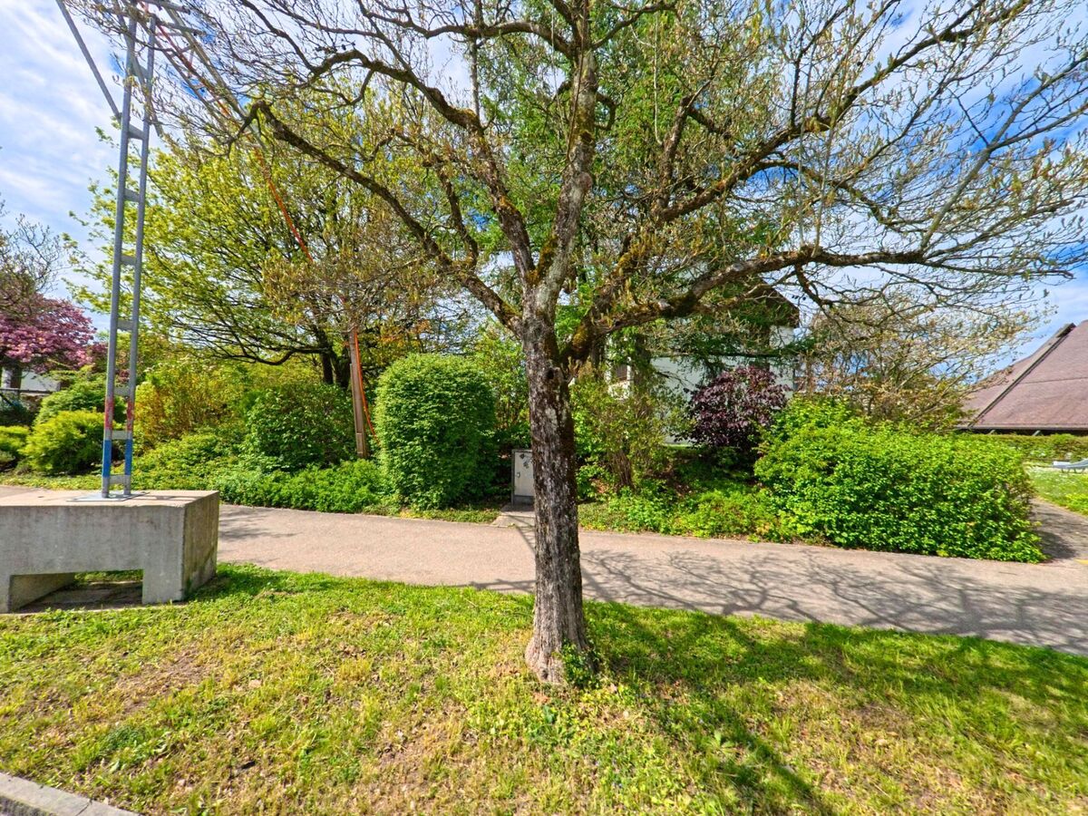 In Wetzikon (8623, Kanton Zürich) steht ein einzelner Baum auf einer kleinen Wiese neben einem asphaltierten Weg, umgeben von dichter Frühlingsbepflanzung.