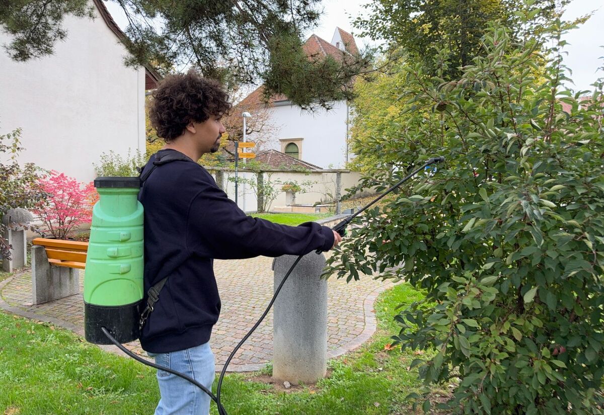 Gartenpflege Winterthur (ZH): Gärtner spritzt Pflanzen und Hecken