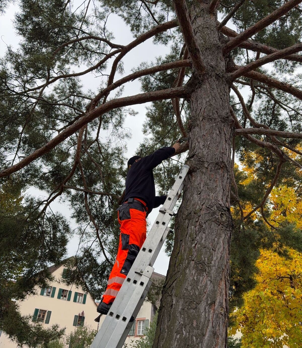 Baumpflege Winterthur (ZH): Gärtner schneidet Äste mit Leiter