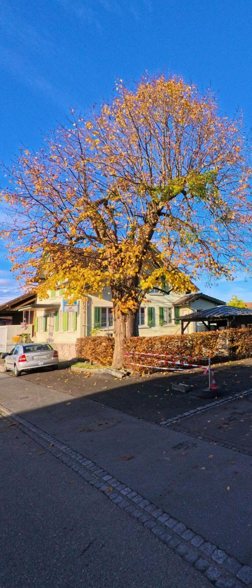 Ein grosser Baum mit gelben Herbstblättern steht vor einem Wohngebäude an einem ruhigen Parkplatz in Widnau (9443, Kanton St. Gallen) bei sonnigem Wetter.