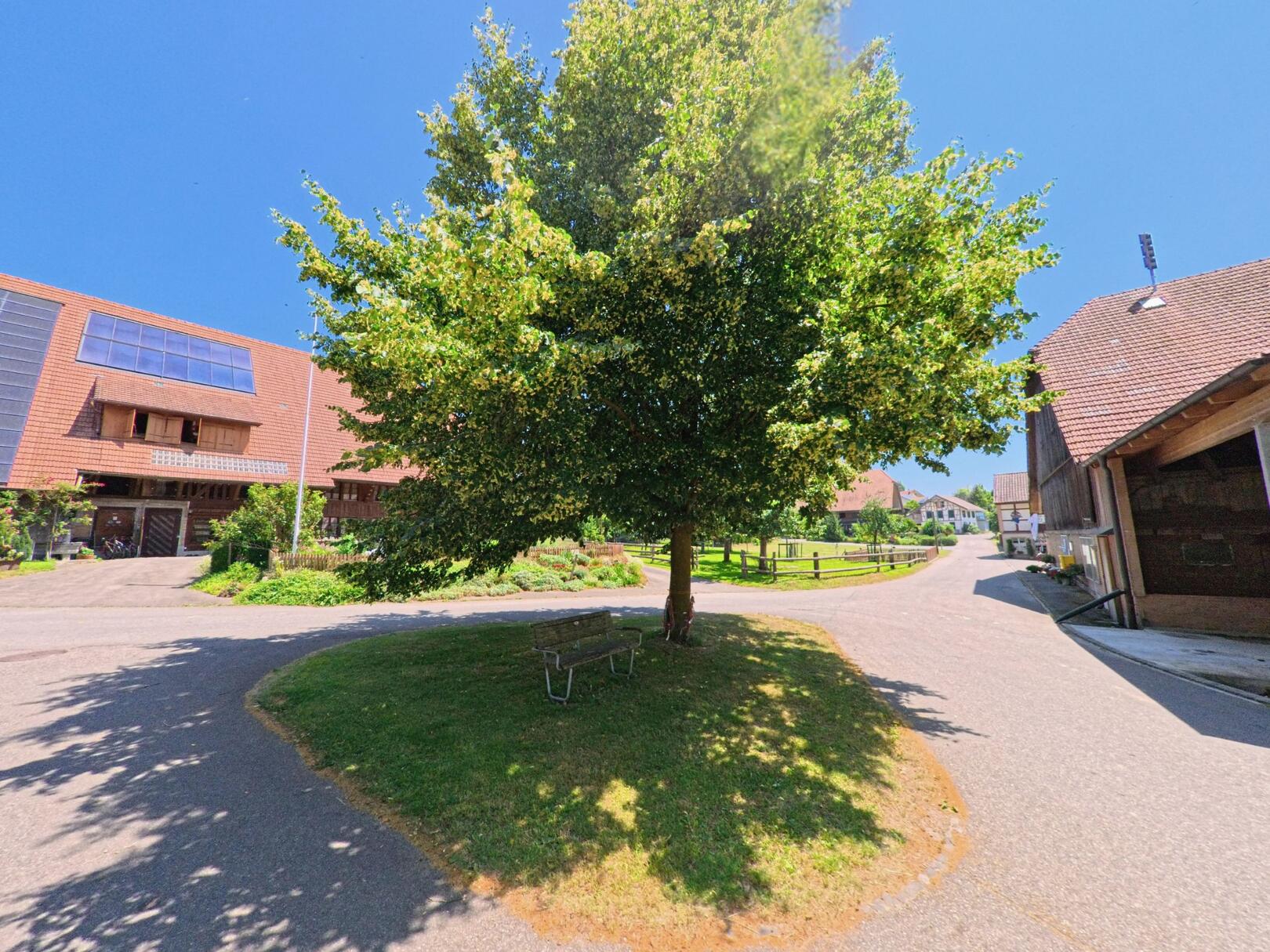 Ein Baum auf einem kleinen Platz in Wiggiswil (3053, Kanton Bern), umgeben von einem Weg und traditionellen Gebäuden, lädt zum Verweilen ein.