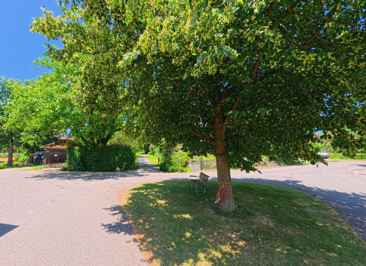 Ein grüner Platz in Wiggiswil (3053, Kanton Bern) mit einem Baum, einer Bank und landwirtschaftlichen Geräten im Hintergrund.