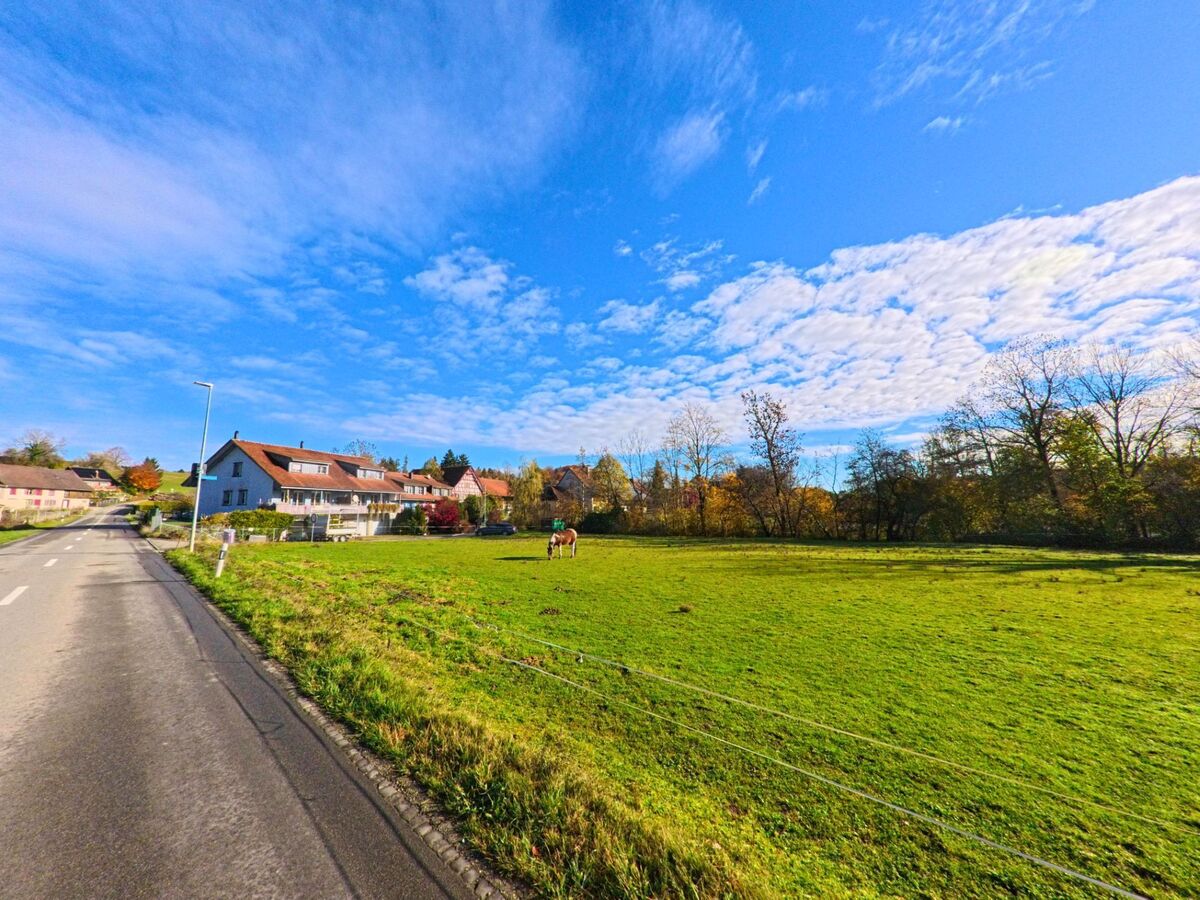 Entlang einer Landstrasse in Wigoltingen (8556, Kanton Thurgau) zeigt das Bild eine weite Wiese mit weidendem Rind, angrenzenden Wohnhaeusern und herbstlich gefaerbten Baeumen unter blauem Himmel.