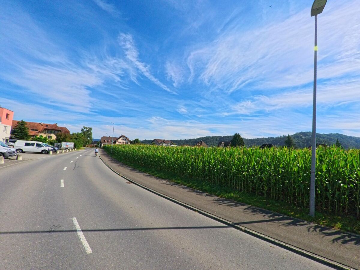 In Wikon (4806, Kanton Luzern) verläuft eine Strasse entlang eines hohen Maisfelds, das an eine Wohnsiedlung mit Huegellandschaft im Hintergrund grenzt.