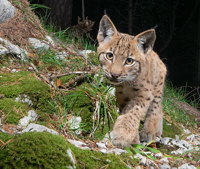 Wild und Wald Der Natur auf der Spur