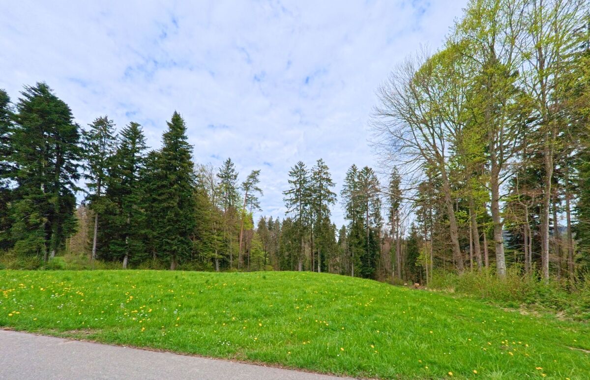 Am Waldrand von Wildberg (8487, Kanton Zürich) öffnet sich eine mit Löwenzahn übersäte Wiese vor einer dichten Kulisse aus Tannen und Laubbäumen.