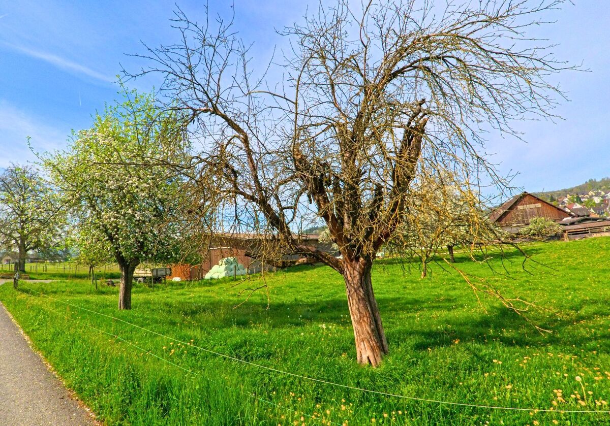 In Wil (8196, Kanton Zürich) stehen blühende und kahle Obstbäume auf einer grünen Wiese neben einem Wirtschaftsweg und mehreren Bauerngebäuden.
