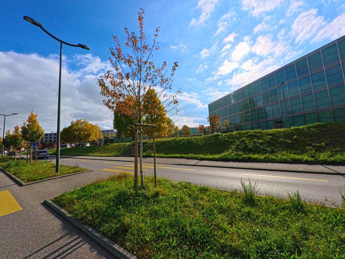 Entlang einer breiten Strasse in Windisch (5210, Kanton Aargau) stehen junge Baume vor einem modernen Glasgebaeude im herbstlichen Sonnenlicht.