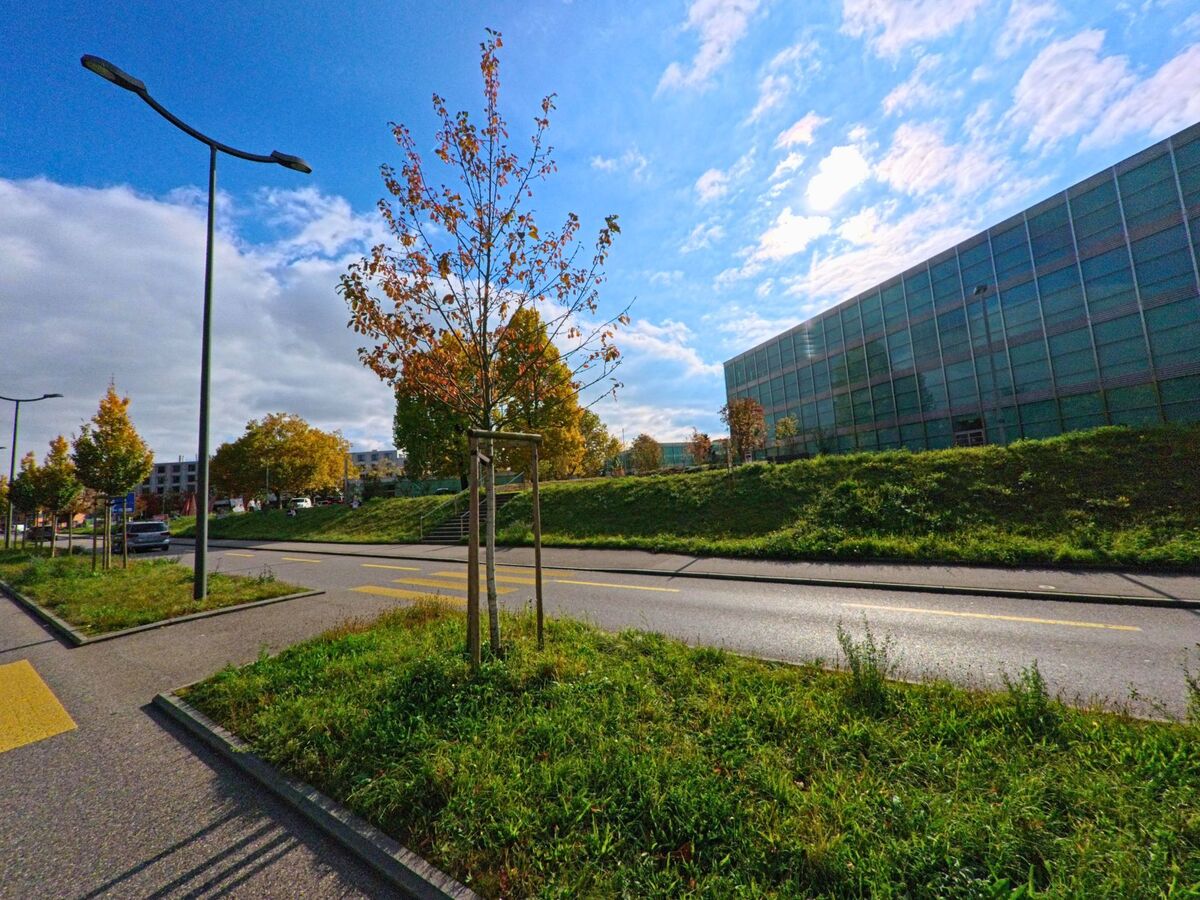 Entlang einer breiten Strasse in Windisch (5210, Kanton Aargau) stehen junge Baume vor einem modernen Glasgebaeude im herbstlichen Sonnenlicht.