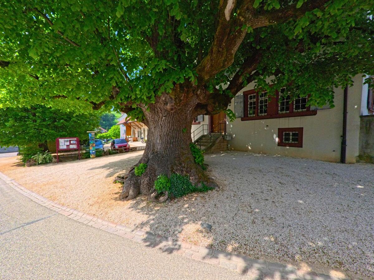 Eine grosse Linde spendet Schatten vor einem historischen Gebaeude in Wintersingen (4451, Kanton Baselland), daneben stehen Informationstafeln und ein Briefkasten.