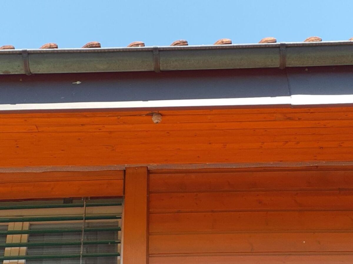 Unter dem Dachvorsprung eines Holzhauses in Winterthur (8049, Kanton Zürich) hängt ein kleines, frisch gebautes Wespennest direkt an der Holzbalkenkante.