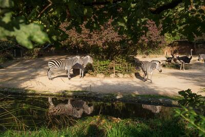 Zoo Basel