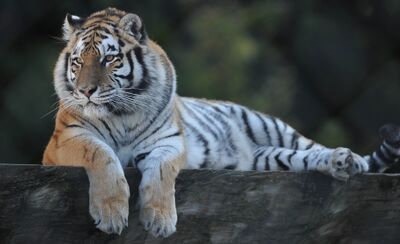 Im Zoo de Servion in Servion (1077, Kanton Waadt) ruht ein Tiger auf einem Baumstamm und blickt aufmerksam in die Ferne.
