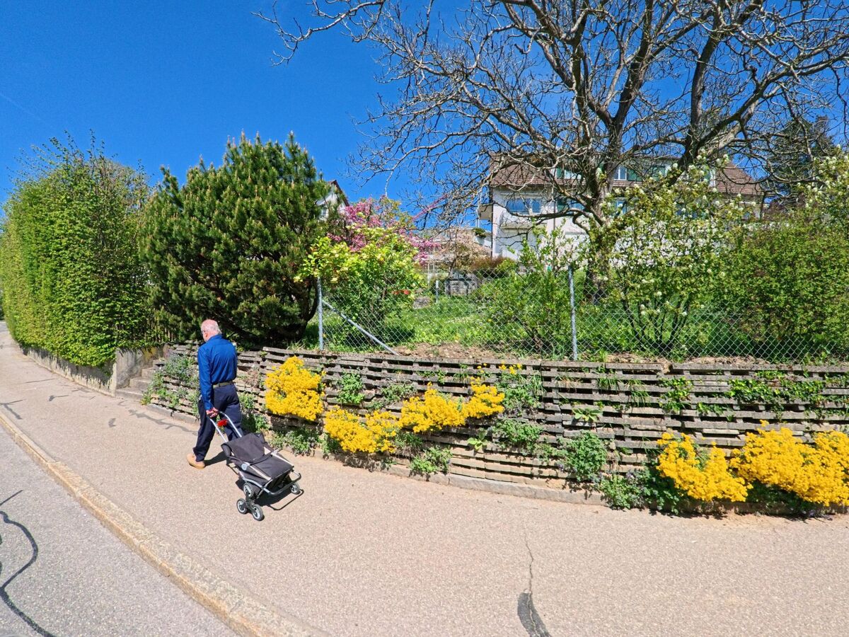 Ein Mann mit Einkaufstrolley geht in Zumikon, PLZ 8126 im Kanton Zürich, an einer mit gelben Blumen bepflanzten Mauer entlang, hinter der sich Wohnhäuser und Gärten befinden.