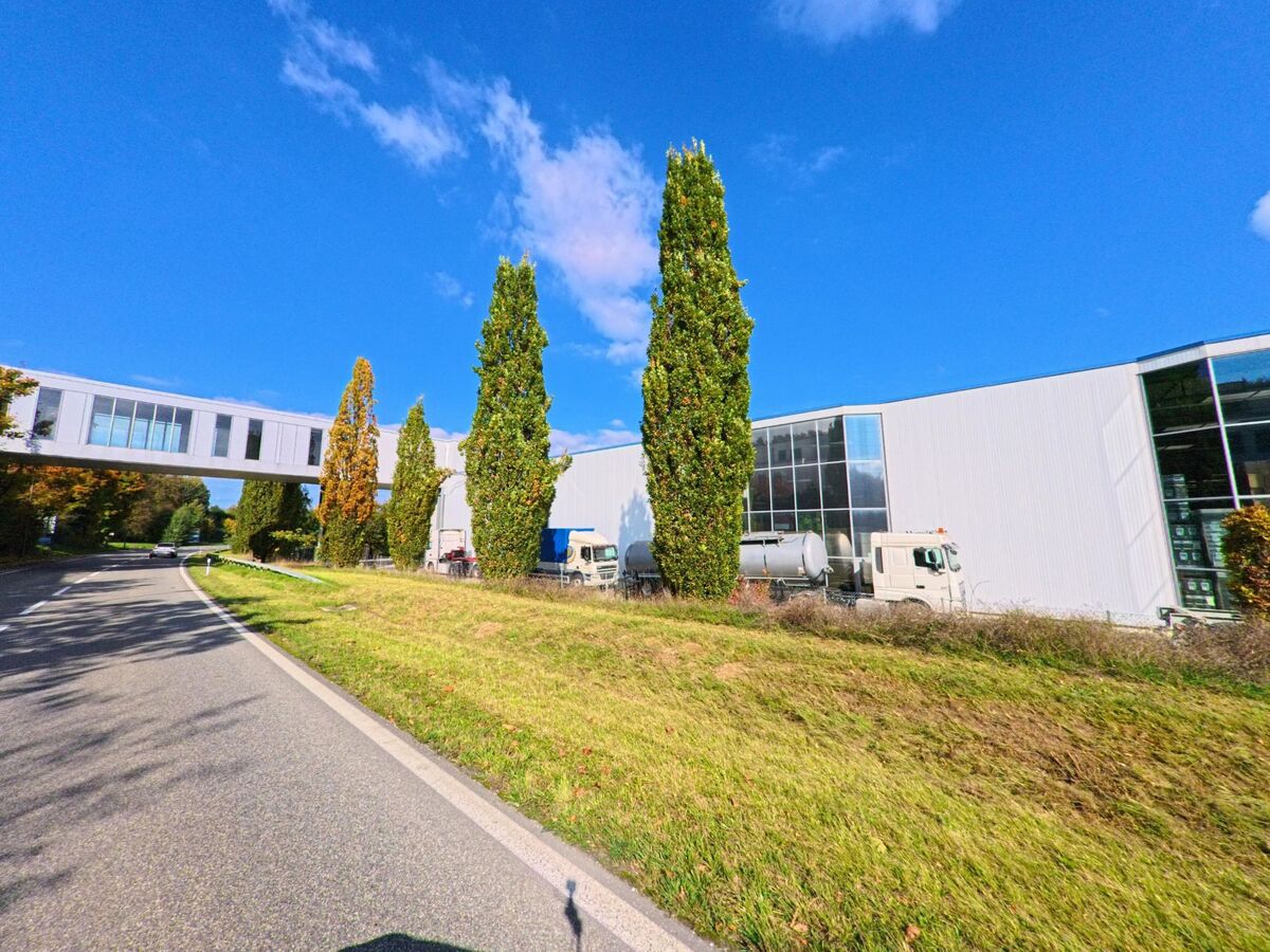 Entlang einer Strasse in Zurzach (5330, Kanton Aargau) stehen hohe Pappeln vor Industriehallen, waehrend eine verglaste Fussgaengerbruecke die Areale verbindet.