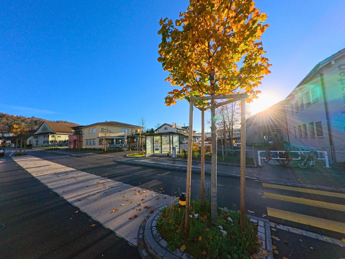 Bei einer Bushaltestelle und Fussgaengerquerung in Zuzwil (9524, Kanton St. Gallen) stehen junge Baeume mit Herbstlaub an einer ruhigen Strasse im Sonnenlicht.